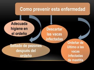 Como prevenir esta enfermedad
Adecuada
higiene en
el ordeño
Sellado de pezones
después del
ordeño

Descartar
las vacas
infectadas

Ordeñar de
Ultimo a las
vacas
infectadas
de mastitis

 