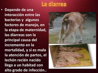 • Depende de una
interacción entre las
bacterias y algunos
factores de manejo, en
la etapa de maternidad,
las diarreas son la
principal causa del
incremento en la
mortalidad, y si es mala
la atención de partos, el
lechón recién nacido
llega a un habitad con
alto grado de infección..

 