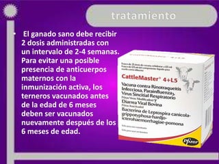 • El ganado sano debe recibir
2 dosis administradas con
un intervalo de 2-4 semanas.
Para evitar una posible
presencia de anticuerpos
maternos con la
inmunización activa, los
terneros vacunados antes
de la edad de 6 meses
deben ser vacunados
nuevamente después de los
6 meses de edad.

 