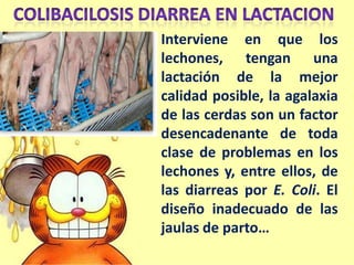 Interviene en que los
lechones, tengan una
lactación de la mejor
calidad posible, la agalaxia
de las cerdas son un factor
desencadenante de toda
clase de problemas en los
lechones y, entre ellos, de
las diarreas por E. Coli. El
diseño inadecuado de las
jaulas de parto…

 