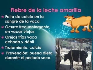 Falta de calcio en la
sangre de la vaca
 Ocurre frecuentemente
en vacas viejas
 Orejas frías vaca
echada y débil
 Tratamiento: calcio
 Prevención: buena dieta
durante el periodo seco.


 