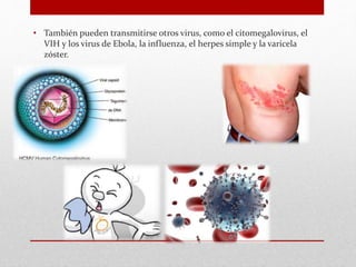 • También pueden transmitirse otros virus, como el citomegalovirus, el
VIH y los virus de Ebola, la influenza, el herpes simple y la varicela
zóster.
 