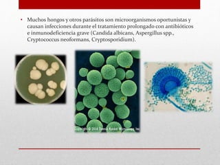 • Muchos hongos y otros parásitos son microorganismos oportunistas y
causan infecciones durante el tratamiento prolongado con antibióticos
e inmunodeficiencia grave (Candida albicans, Aspergillus spp.,
Cryptococcus neoformans, Cryptosporidium).
 