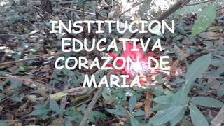 INSTITUCION
EDUCATIVA
CORAZON DE
MARIA

 