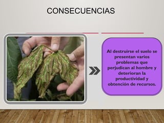 CONSECUENCIAS
Al destruirse el suelo se
presentan varios
problemas que
perjudican al hombre y
deterioran la
productividad y
obtención de recursos.
 