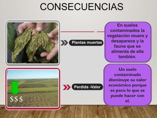 CONSECUENCIAS
Un suelo
contaminado
disminuye su valor
económico porque
es poco lo que se
puede hacer con
el.
Plantas muertas
Perdida -Valor
En suelos
contaminados la
vegetación muere y
desaparece y la
fauna que se
alimenta de ella
también.
 