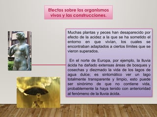 Muchas plantas y peces han desaparecido por
efecto de la acidez a la que se ha sometido el
entorno en que vivían, los cuales se
encontraban adaptados a ciertos límites que se
vieron superados.
En el norte de Europa, por ejemplo, la lluvia
ácida ha dañado extensas áreas de bosques y
cosechas y diezmado la vida de los lagos de
agua dulce; es sintomático ver un lago
totalmente transparente y limpio, esto puede
ser sinónimo de que no contiene vida,
probablemente la haya tenido con anterioridad
al fenómeno de la lluvia ácida.
Efectos sobre los organismos
vivos y las construcciones.
 