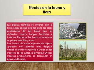Efectos en la fauna y
flora
Las plantas también se mueren con la
lluvia ácida porque esta les quita las ceras
protectoras de sus hojas, que las
defienden contra hongos, bacterias e
insectos. Entonces, las hojas se enferman,
se ponen amarillas y caen.
Los huevos de varias especies de pájaros
aparecen con paredes muy delgadas
debido al aluminio ingerido a través de los
insectos de los cuales se alimentan. Dichos
insectos precisamente se desarrollan en
aguas acidificadas.
 