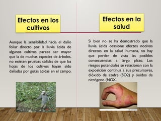 Efectos en los
cultivos
Aunque la sensibilidad hacia el daño
foliar directo por la lluvia ácida de
algunos cultivos parece ser mayor
que la de muchas especies de árboles,
no existen pruebas sólidas de que las
hojas de los cultivos hayan sido
dañadas por gotas ácidas en el campo.
Efectos en la
salud
Si bien no se ha demostrado que la
lluvia ácida ocasione efectos nocivos
directos en la salud humana, no hay
que perder de vista las posibles
consecuencias a largo plazo. Los
riesgos potenciales se relacionan con la
exposición continua a sus precursores,
dióxido de azufre (SO2) y óxidos de
nitrógeno (NOX.
 