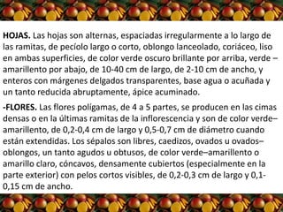 -FLORES. Las flores polígamas, de 4 a 5 partes, se producen en las cimas
densas o en la últimas ramitas de la inflorescencia y son de color verde–
amarillento, de 0,2-0,4 cm de largo y 0,5-0,7 cm de diámetro cuando
están extendidas. Los sépalos son libres, caedizos, ovados u ovados–
oblongos, un tanto agudos u obtusos, de color verde–amarillento o
amarillo claro, cóncavos, densamente cubiertos (especialmente en la
parte exterior) con pelos cortos visibles, de 0,2-0,3 cm de largo y 0,1-
0,15 cm de ancho.
HOJAS. Las hojas son alternas, espaciadas irregularmente a lo largo de
las ramitas, de pecíolo largo o corto, oblongo lanceolado, coriáceo, liso
en ambas superficies, de color verde oscuro brillante por arriba, verde –
amarillento por abajo, de 10-40 cm de largo, de 2-10 cm de ancho, y
enteros con márgenes delgados transparentes, base agua o acuñada y
un tanto reducida abruptamente, ápice acuminado.
 