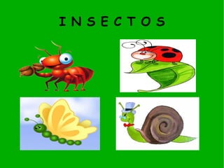 I N S E C T O S 