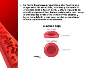 Presentación de los GR .pdf