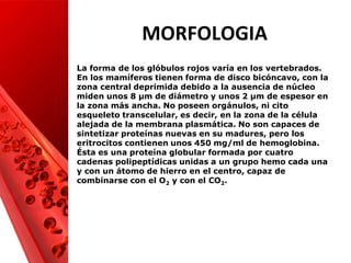 MORFOLOGIA
La forma de los glóbulos rojos varía en los vertebrados.
En los mamíferos tienen forma de disco bicóncavo, con ...