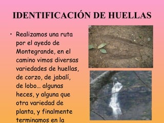 IDENTIFICACIÓN DE
           HUELLAS
• Realizamos una ruta
  por el hayedo de
  Montegrande, en el
  camino vimos diversas
  variedades de huellas,
  de corzo, de jabalí,
  de lobo… algunas
  heces, y alguna que
  otra variedad de
  planta, y finalmente
  terminamos en la
  catarata de Xiblu.
 