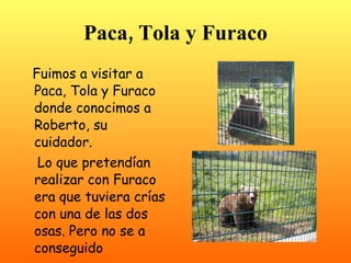 Paca, Tola y Furaco
Fuimos a visitar a
Paca, Tola y Furaco
donde conocimos a
Roberto, su
cuidador.
 Lo que pretendían
realizar con Furaco
era que tuviera crías
con una de las dos
osas. Pero no se ha
conseguido
 