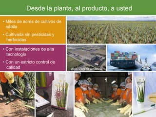 Desde la planta, al producto, a usted Aloe Vera of America •  Miles de acres de cultivos de  sábila •  Cultivada sin pesticidas y  herbicidas •  Con instalaciones de alta  tecnología  •  Con un estricto control de  calidad 