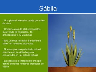 Sábila •  Una planta inofensiva usada por miles de años •  Contiene más de 200 compuestos, incluyendo 20 minerales, 18 aminoácidos y 12 vitaminas • Sólo usamos la sábila ‘Barbadensis Miller’ en nuestros productos •  Nuestro proceso patentado natural permite que la sábila llegue al consumidor en  su estado natural •  La sábila es el ingrediente principal dentro de todos nuestros productos de sábila 