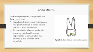 presentacion del primer molar.pptx