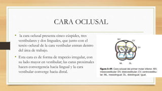 presentacion del primer molar.pptx