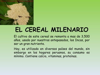 EL CEREAL MILENARIO El cultivo de este cereal se remonta a mas de 3,500 años, usado por nuestros antepasados, los Incas, por ser un gran nutriente. Hoy, es utilizado en diversos países del mundo, sin embargo en los hogares peruanos, su consumo es mínimo. Contiene calcio, vitaminas, proteínas. 