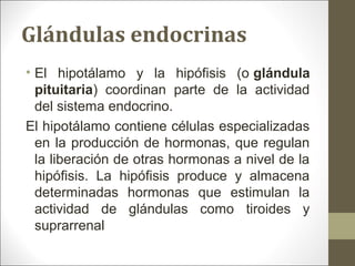 Glándulas endocrinas
• El hipotálamo y la hipófisis (o glándula
pituitaria) coordinan parte de la actividad
del sistema endocrino.
El hipotálamo contiene células especializadas
en la producción de hormonas, que regulan
la liberación de otras hormonas a nivel de la
hipófisis. La hipófisis produce y almacena
determinadas hormonas que estimulan la
actividad de glándulas como tiroides y
suprarrenal
 