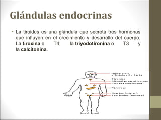 Glándulas endocrinas
• La tiroides es una glándula que secreta tres hormonas
que influyen en el crecimiento y desarrollo del cuerpo.
La tiroxina o T4, la triyodotironina o T3 y
la calcitonina.
 