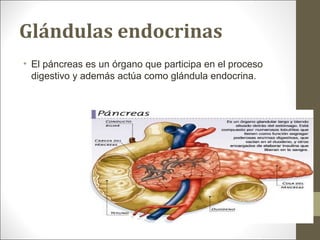 Glándulas endocrinas
• El páncreas es un órgano que participa en el proceso
digestivo y además actúa como glándula endocrina.
 