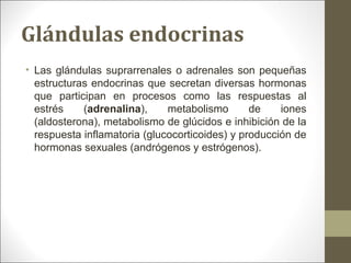 Glándulas endocrinas
• Las glándulas suprarrenales o adrenales son pequeñas
estructuras endocrinas que secretan diversas hormonas
que participan en procesos como las respuestas al
estrés (adrenalina), metabolismo de iones
(aldosterona), metabolismo de glúcidos e inhibición de la
respuesta inflamatoria (glucocorticoides) y producción de
hormonas sexuales (andrógenos y estrógenos).
 