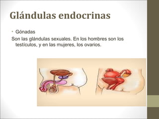 Glándulas endocrinas
• Gónadas
Son las glándulas sexuales. En los hombres son los
testículos, y en las mujeres, los ovarios.
 