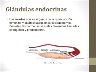 Glándulas endocrinas
• Los ovarios son los órganos de la reproducción
femenina y están situados en la cavidad pélvica.
Secretan las hormonas sexuales femeninas llamadas
estrógenos y progesterona.
 