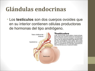 Glándulas endocrinas
• Los testículos son dos cuerpos ovoides que
en su interior contienen células productoras
de hormonas del tipo andrógeno.
 