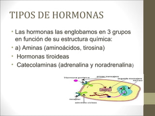 TIPOS DE HORMONAS
• Las hormonas las englobamos en 3 grupos
en función de su estructura química:
• a) Aminas (aminoácidos, tirosina)
• Hormonas tiroideas
• Catecolaminas (adrenalina y noradrenalina)
 