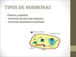 TIPOS DE HORMONAS
• Proteica y peptídica
• Hormonas del páncreas endocrino
• Hormonas hipotalámica-hipofisiaria
 