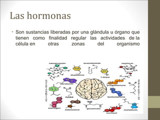 Las hormonas
• Son sustancias liberadas por una glándula u órgano que
tienen como finalidad regular las actividades de la
célula en otras zonas del organismo
 