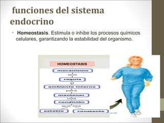  funciones del sistema 
endocrino
•  Homeostasis. Estimula o inhibe los procesos químicos
celulares, garantizando la estabilidad del organismo.
 