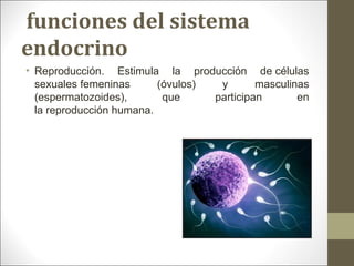  funciones del sistema 
endocrino
• Reproducción. Estimula la producción de células
sexuales femeninas (óvulos) y masculinas
(espermatozoides), que participan en
la reproducción humana. 
 