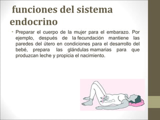  funciones del sistema 
endocrino
• Preparar el cuerpo de la mujer para el embarazo. Por
ejemplo, después de la fecundación mantiene las
paredes del útero en condiciones para el desarrollo del
bebé, prepara las glándulas mamarias para que
produzcan leche y propicia el nacimiento.
 