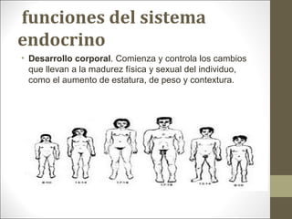  funciones del sistema 
endocrino
• Desarrollo corporal. Comienza y controla los cambios
que llevan a la madurez física y sexual del individuo,
como el aumento de estatura, de peso y contextura.
 