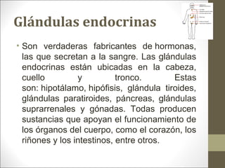 Glándulas endocrinas
• Son verdaderas fabricantes de hormonas,
las que secretan a la sangre. Las glándulas
endocrinas están ubicadas en la cabeza,
cuello y tronco. Estas
son: hipotálamo, hipófisis, glándula tiroides,
glándulas paratiroides, páncreas, glándulas
suprarrenales y gónadas. Todas producen
sustancias que apoyan el funcionamiento de
los órganos del cuerpo, como el corazón, los
riñones y los intestinos, entre otros.
 
