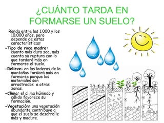 ¿CUÁNTO TARDA EN
FORMARSE UN SUELO?
Ronda entre los 1.000 y los
10.000 años, pero
depende de estas
características:
-Tipo de roca madre:
cuanto más dura sea, más
cuenta su ruptura con lo
que tardará más en
formarse el suelo.
-Relieve: en las laderas de la
montañas tardará más en
formarse porque los
materiales son
arrastrados a otras
zonas.
-Clima: el clima húmedo y
cálido favorece su
formación.
-Vegetación: una vegetación
abundante contribuye a
que el suelo se desarrolle
más y madure.

 