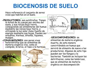 BIOCENOSIS DE SUELO
Hace referencia al conjunto de seres
vivos que habitan en el suelo.
-PRODUCTORES: son autótrofos. Tienen
la mitad de su cuerpo por encima del
suelo, y sus raíces bajo tierra,
consiguiendo así alimentarse del humus
mediante las raíces bajo tierra, y
utilizando la luz solar como fuente de
energía mediante sus hojas. Pueden ser
arbustos, hierbas, árboles, líquenes,
musgos…
-CONSUMIDORES: son seres vivos
heterótrofos que se alimentan de
materia orgánica viva, como el
ciempiés, la larva, el topo o la hormiga.

-DESCOMPONEDORES: se
alimentan de materia orgánica
muerta, de esta manera
convirtiéndola en humus que
servirá de alimento de nuevo a los
productores. Algunos de este tipo
pueden ser los hongos y la
bacterias. También se incluyen los
detritívoros, como las lombrices,
que se alimentan de materia
orgánica en descomposición

 
