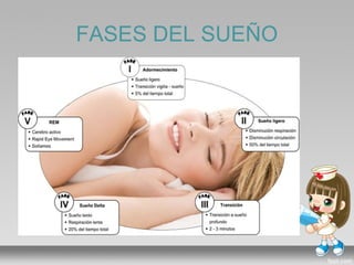 FASES DEL SUEÑO
 
