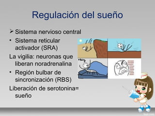 Regulación del sueño
 Sistema nervioso central
• Sistema reticular
activador (SRA)
La vigilia: neuronas que
liberan noradrenalina
• Región bulbar de
sincronización (RBS)
Liberación de serotonina=
sueño
 