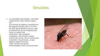 Enfermedades transmitidas por vectores | PPTX