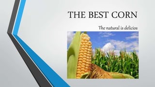 THE BEST CORN
The natural is delicios
 