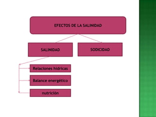 EFECTOS DE LA SALINIDAD




    SALINIDAD               SODICIDAD



Relaciones hídricas


Balance energético


    nutrición
 