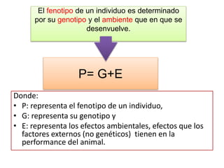 El fenotipo de un individuo es determinado 
por su genotipo y el ambiente que en que se 
desenvuelve. 
P= G+E 
Donde: 
• P: representa el fenotipo de un individuo, 
• G: representa su genotipo y 
• E: representa los efectos ambientales, efectos que los 
factores externos (no genéticos) tienen en la 
performance del animal. 
 