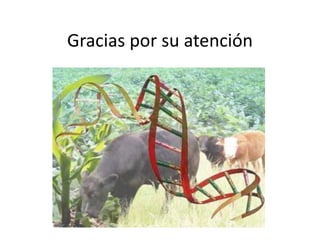 Gracias por su atención 
