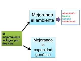 El 
mejoramiento 
se logra por 
dos vías 
Mejorando 
el ambiente 
Mejorando 
la 
capacidad 
genética 
Alimentación 
Manejo 
Sanidad 
Instalaciones 
 