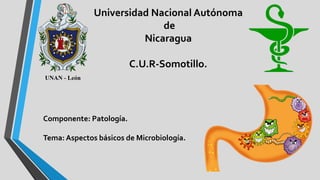 Universidad Nacional Autónoma
de
Nicaragua
C.U.R-Somotillo.
Componente: Patología.
Tema: Aspectos básicos de Microbiología.
 